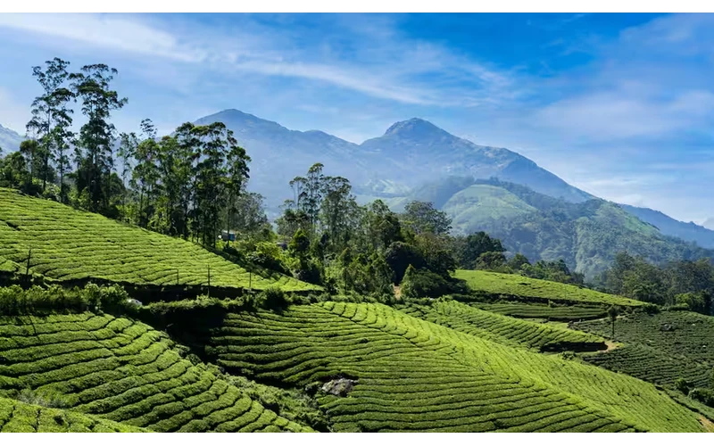 Romantic Kerala Honeymoon – image 2