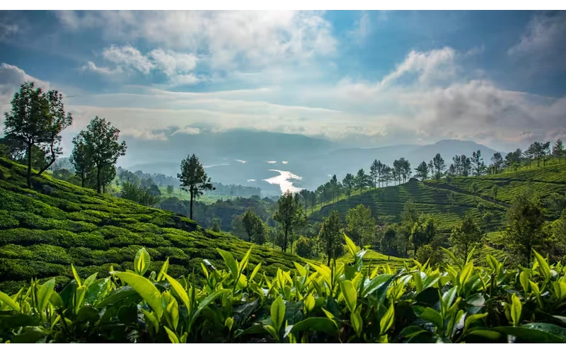 Romantic Kerala Honeymoon – image 1