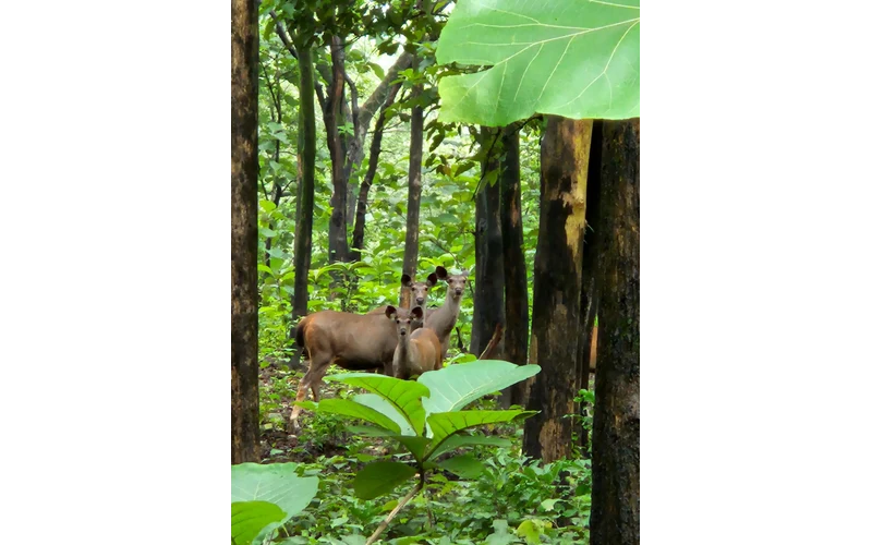 Jim Corbett Wildlife Weekend Escape – image 2